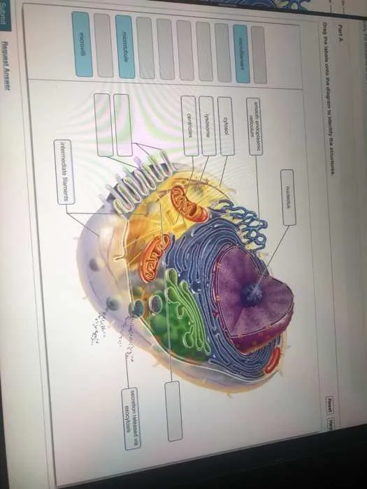 drag the labels onto the diagram to identify the structures.