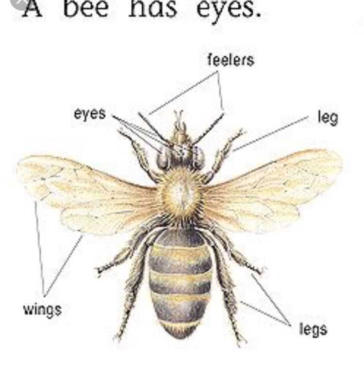 Diagram of a Drone Bee