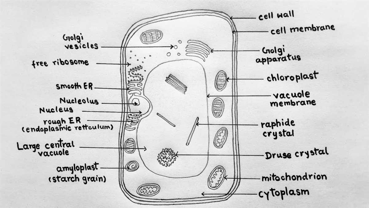 Six Basic Components of a Plant Cell Diagram
