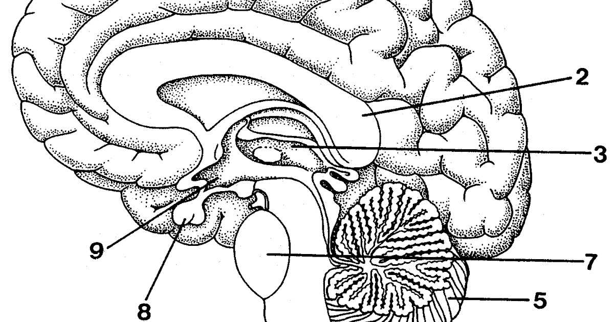 Functions of Different Brain Regions