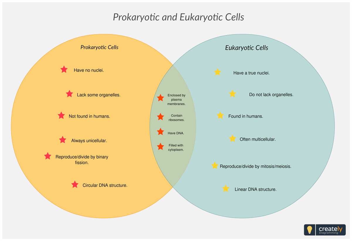 Compare and contrast plant and animal cells venn diagram