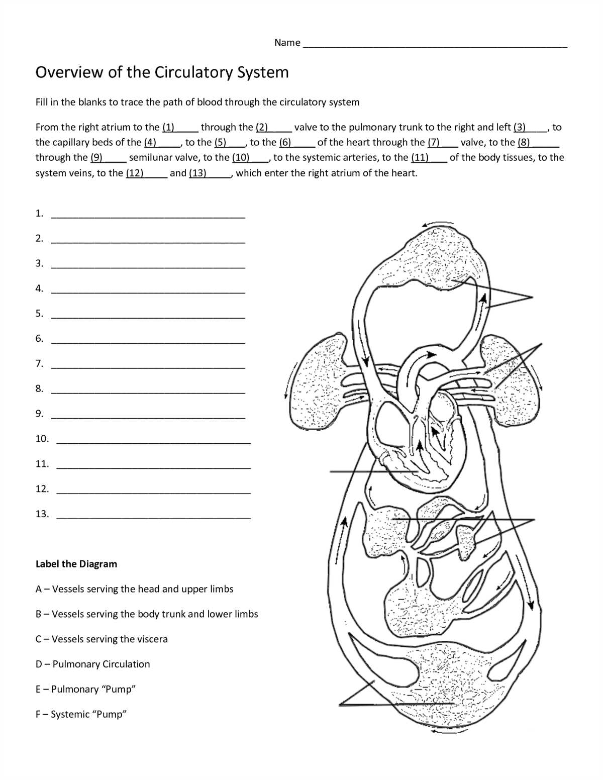 How to Use a Blank Heart Diagram with Answers