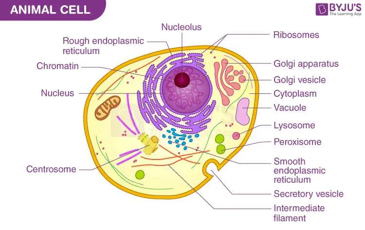 unlabelled diagram of animal cell