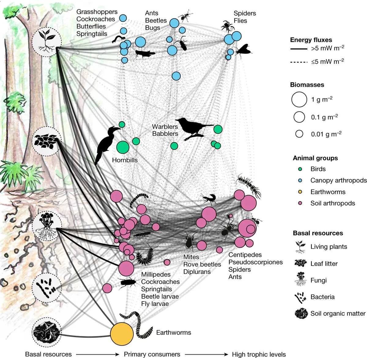 rainforest food web diagram