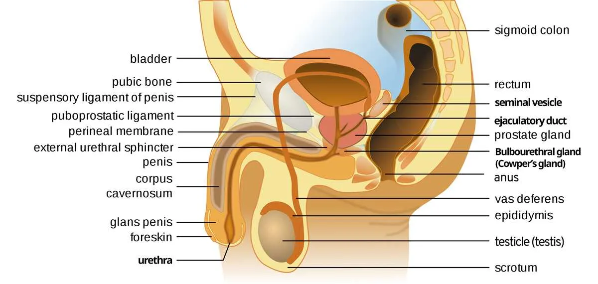 labelled diagram of the male reproductive system
