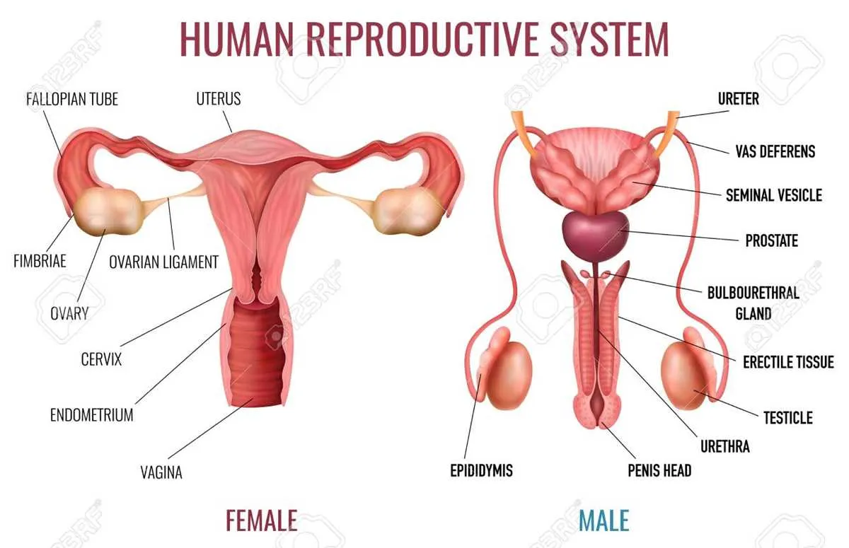 labelled diagram of the male reproductive system