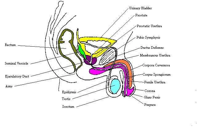 labelled diagram of the male reproductive system