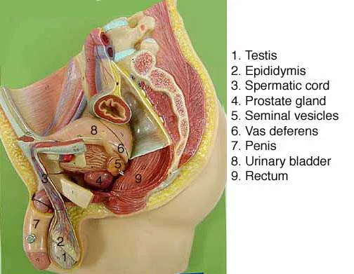 labelled male reproductive system diagram