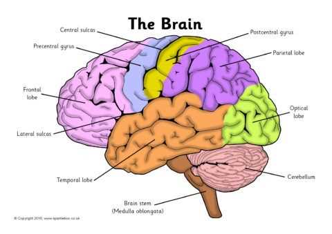 Key parts of the brain and their functions