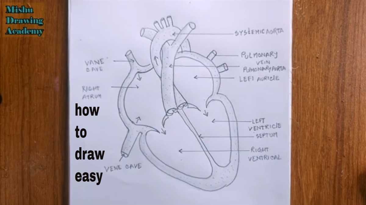 Blank heart diagram with answers