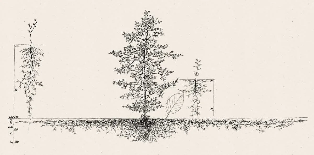 oak tree root system diagram