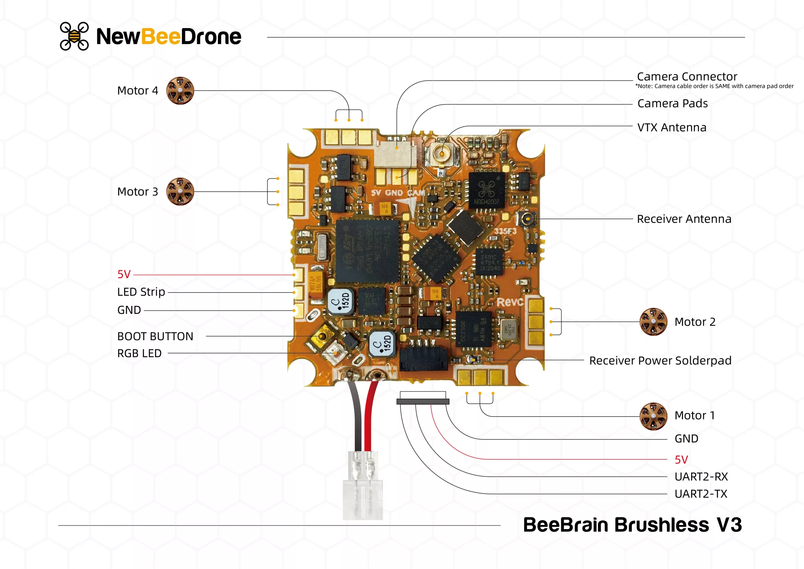 Drone Bee Anatomy