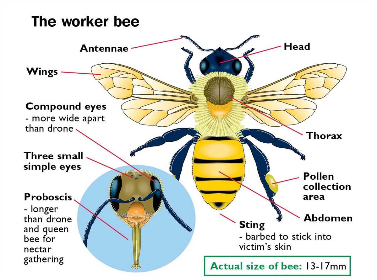 What is a Drone Bee?