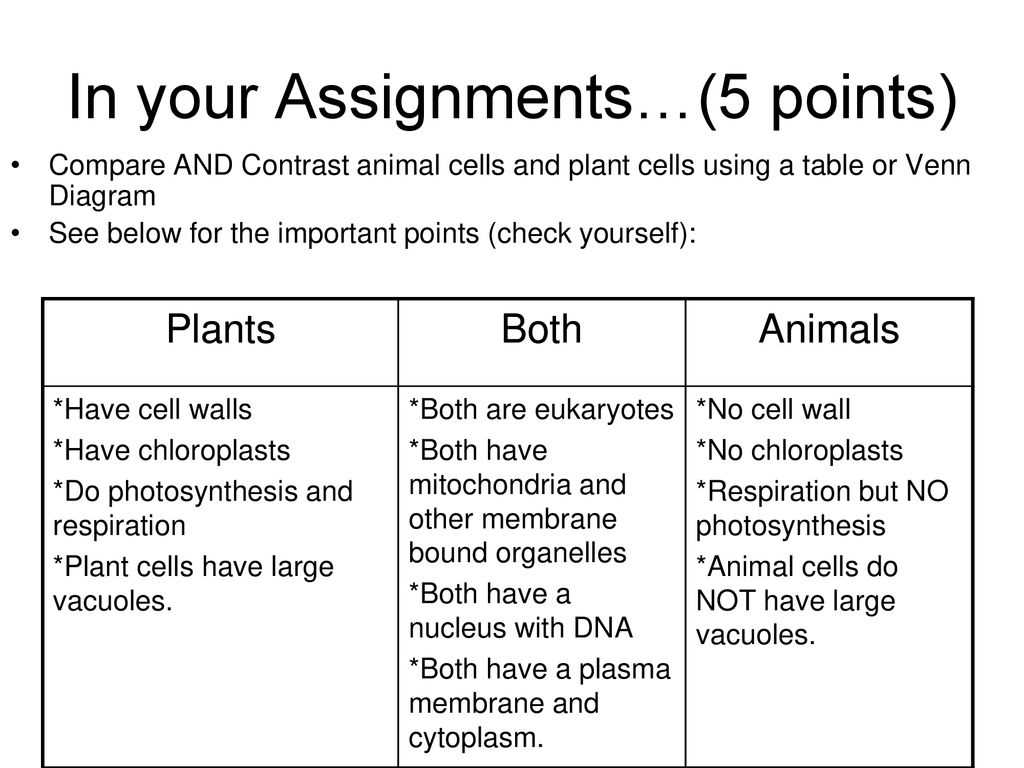 Key features of plant cells: