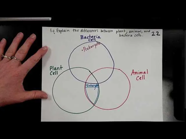 venn diagram of bacteria and viruses