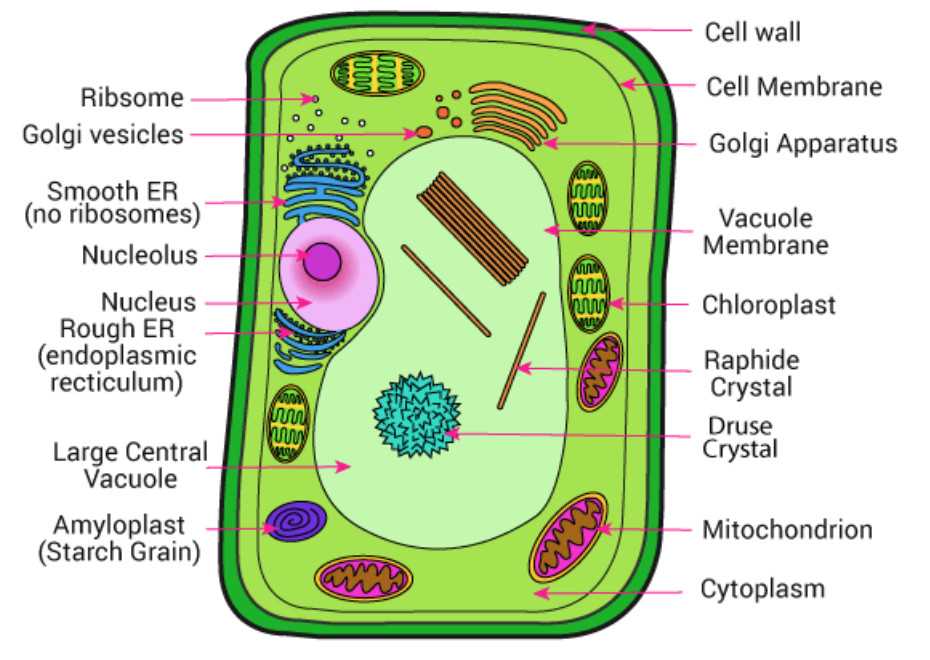 1. Cell Wall