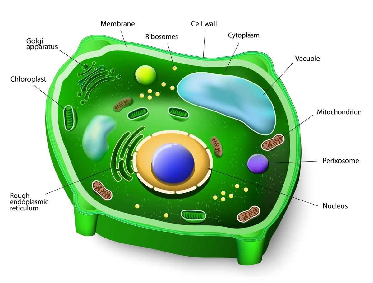 2. Cell Membrane