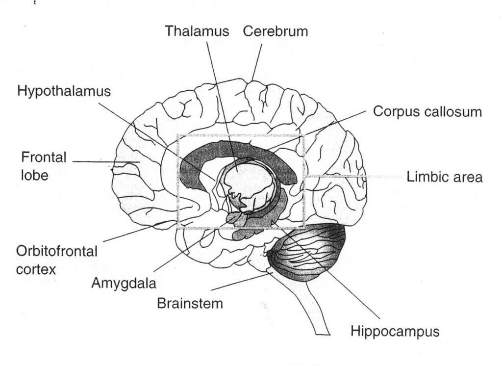 Common Uses of a Blank Brain Diagram in Education and Research