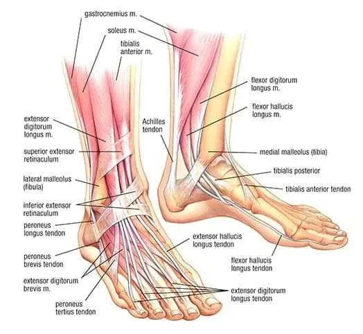 diagram of a sprained ankle