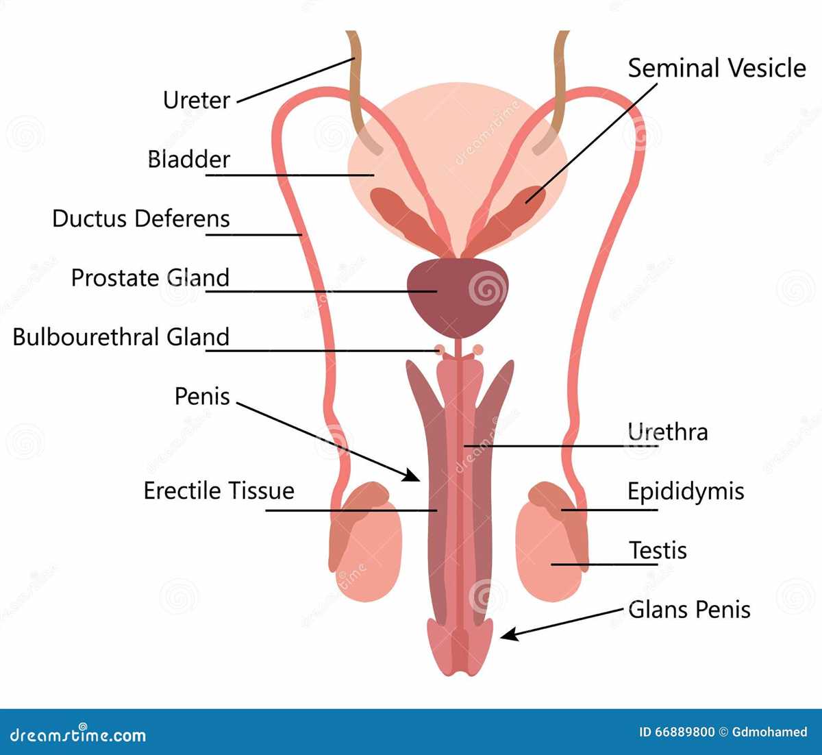 Prostate Gland: The Contributor of Seminal Fluid