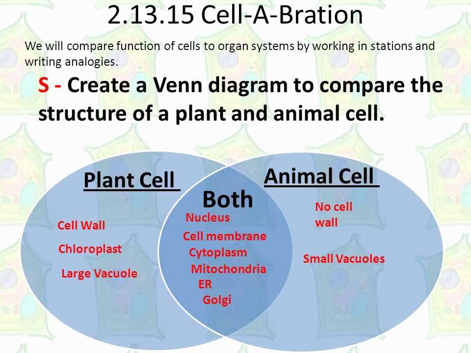 Plant and animal venn diagram