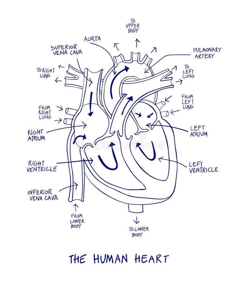 1. Why are blank heart diagrams useful?