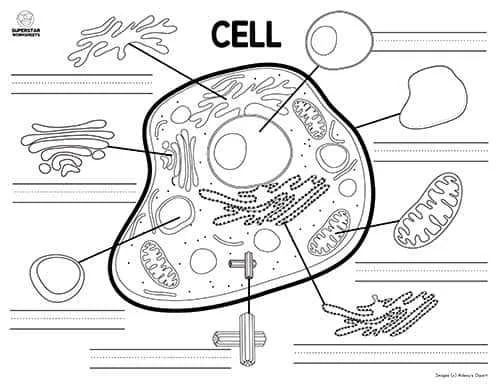 unlabelled diagram of animal cell