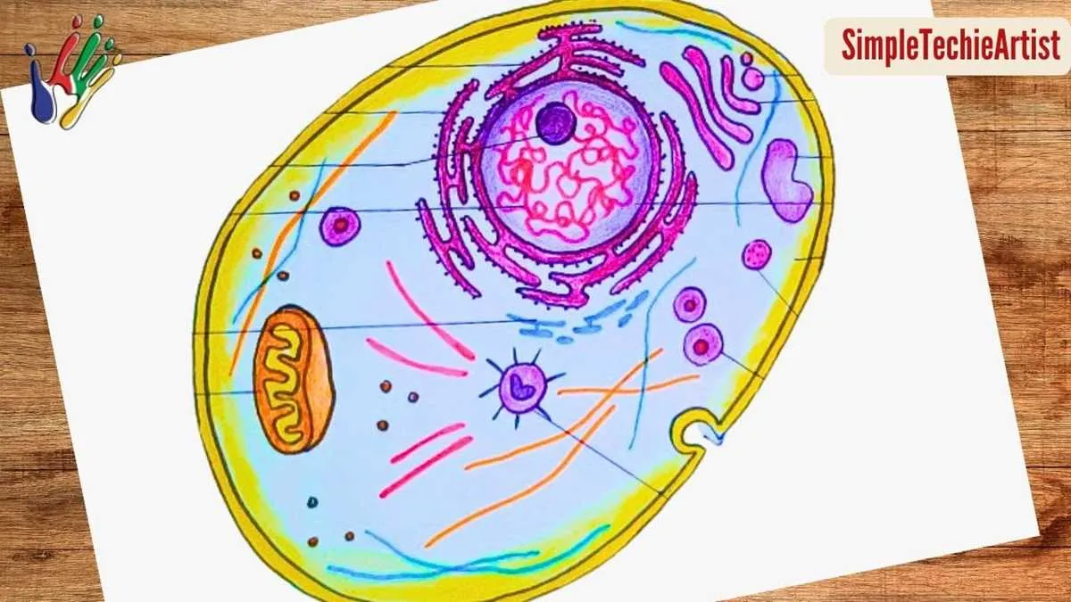 unlabelled diagram of animal cell