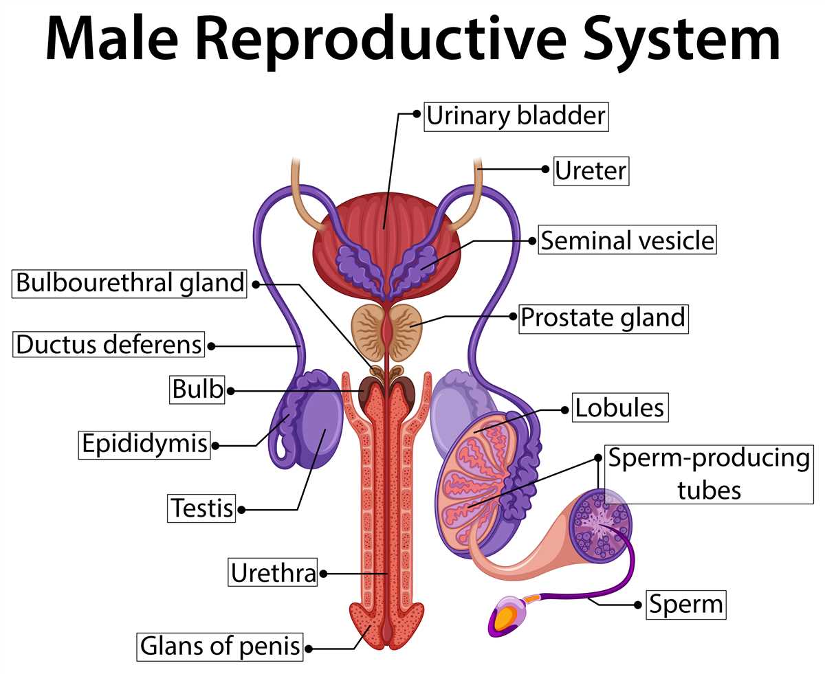 Reproductive system of male diagram