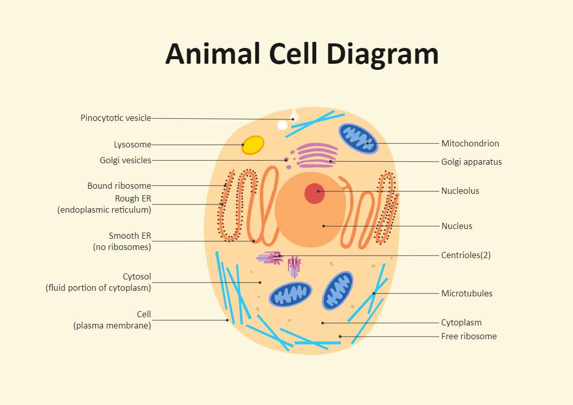 Plant cell diagram basic