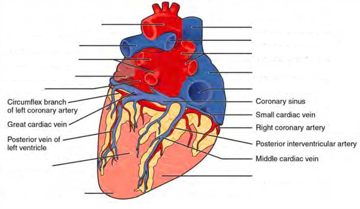 5. Are there any online resources to test my knowledge of heart anatomy?