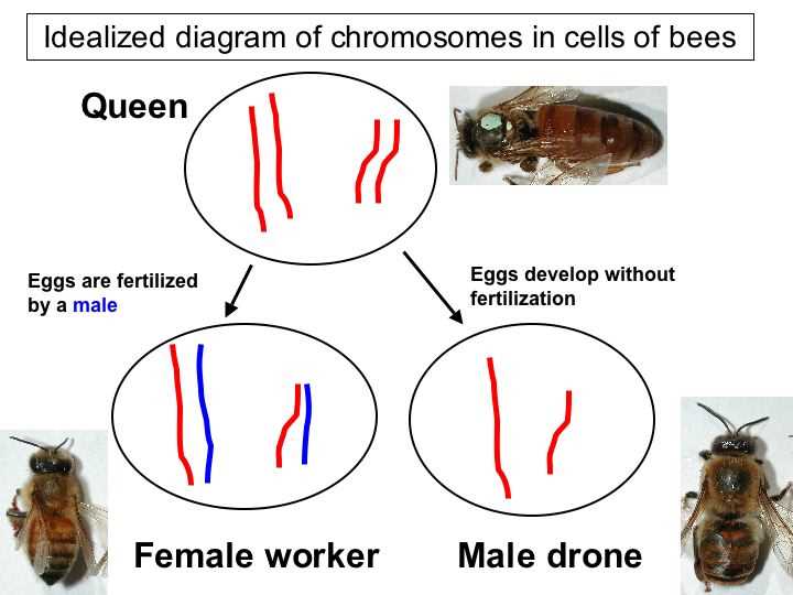 Drone bee diagram