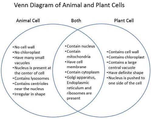 What are plant and animal cells?