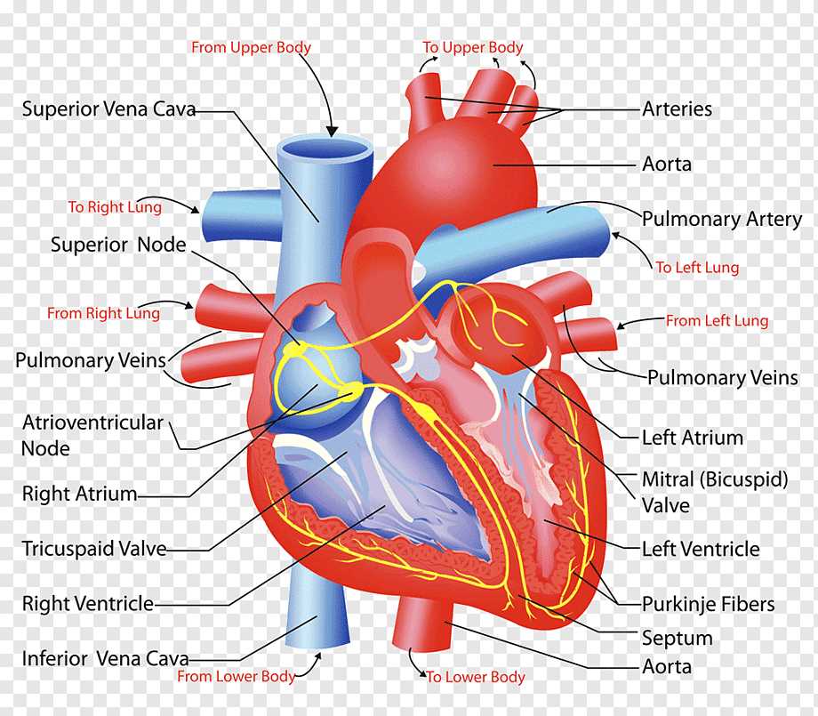 3. How should I label a blank heart diagram?