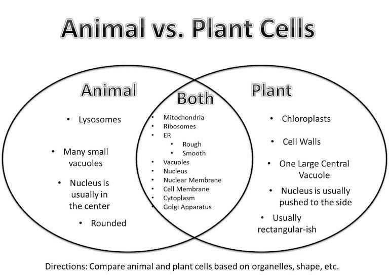 Chloroplasts