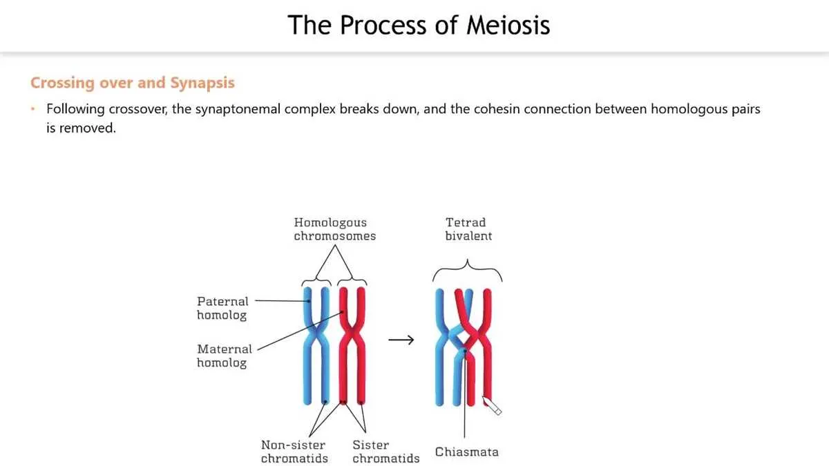 which diagram represents anaphase i of meiosis