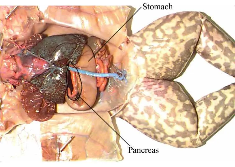 diagram of dissected frog