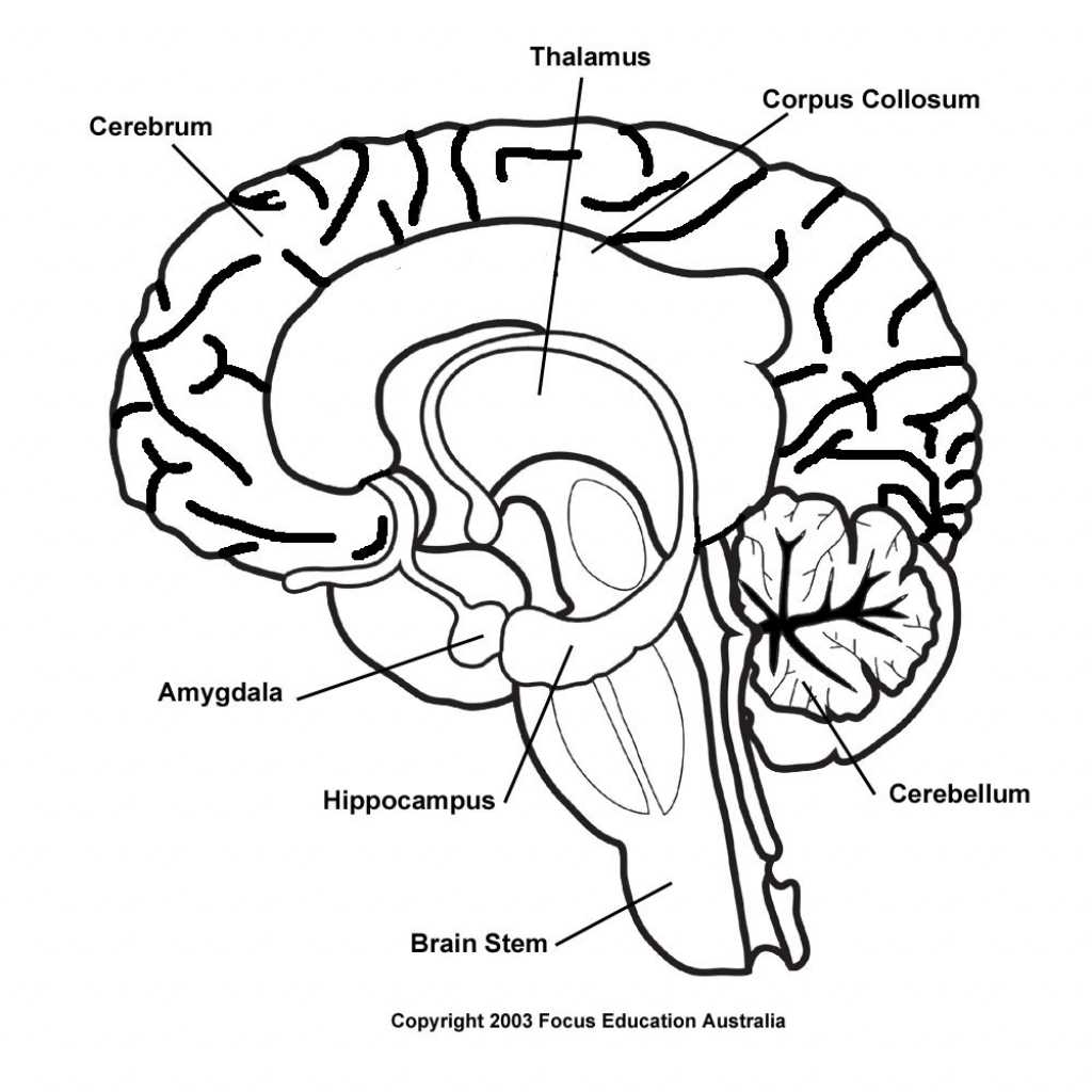 Resources for further learning about brain anatomy