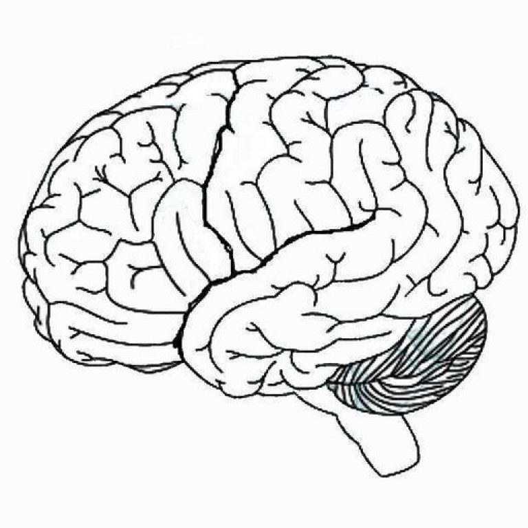 Blank diagram of the brain