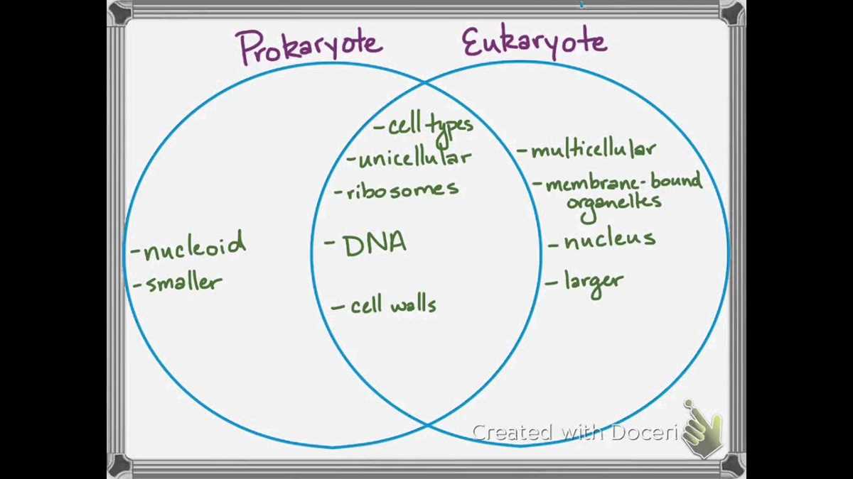 The Venn Diagram