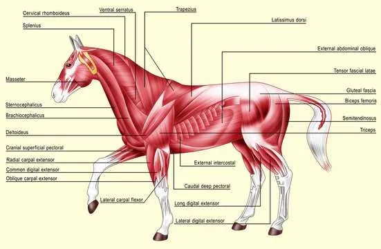 diagram of parts of a horse